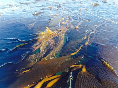 The Witchcraft and Wizardry of Santa Cruz's Seaweed